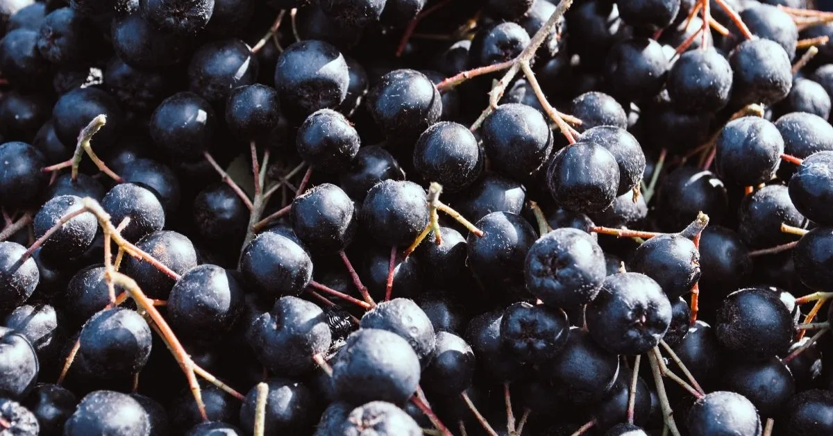 Black Chokeberry
